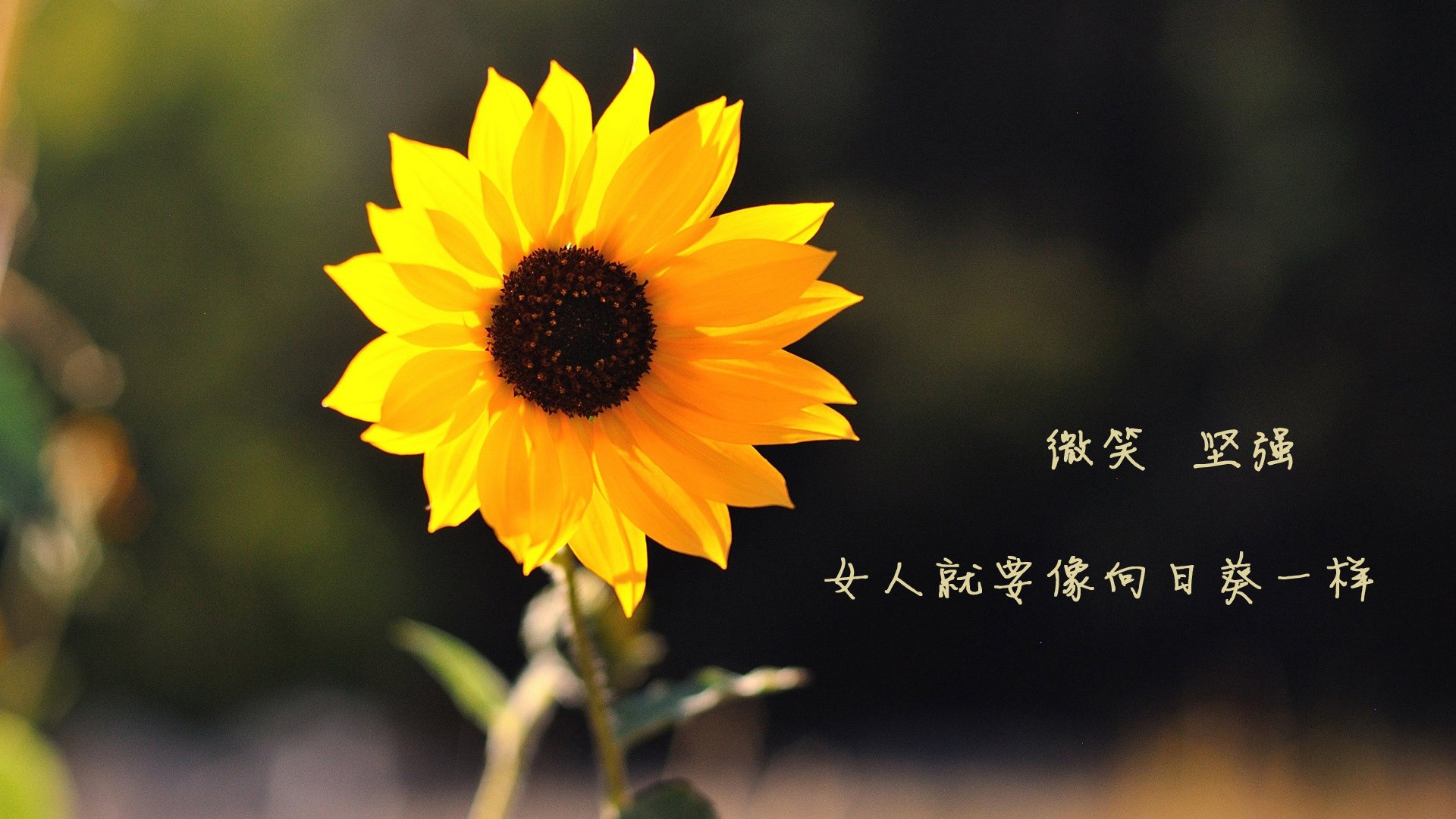 世界俱乐部杯在线观看-EDG战队转会期引援动向，edg战队转会情况