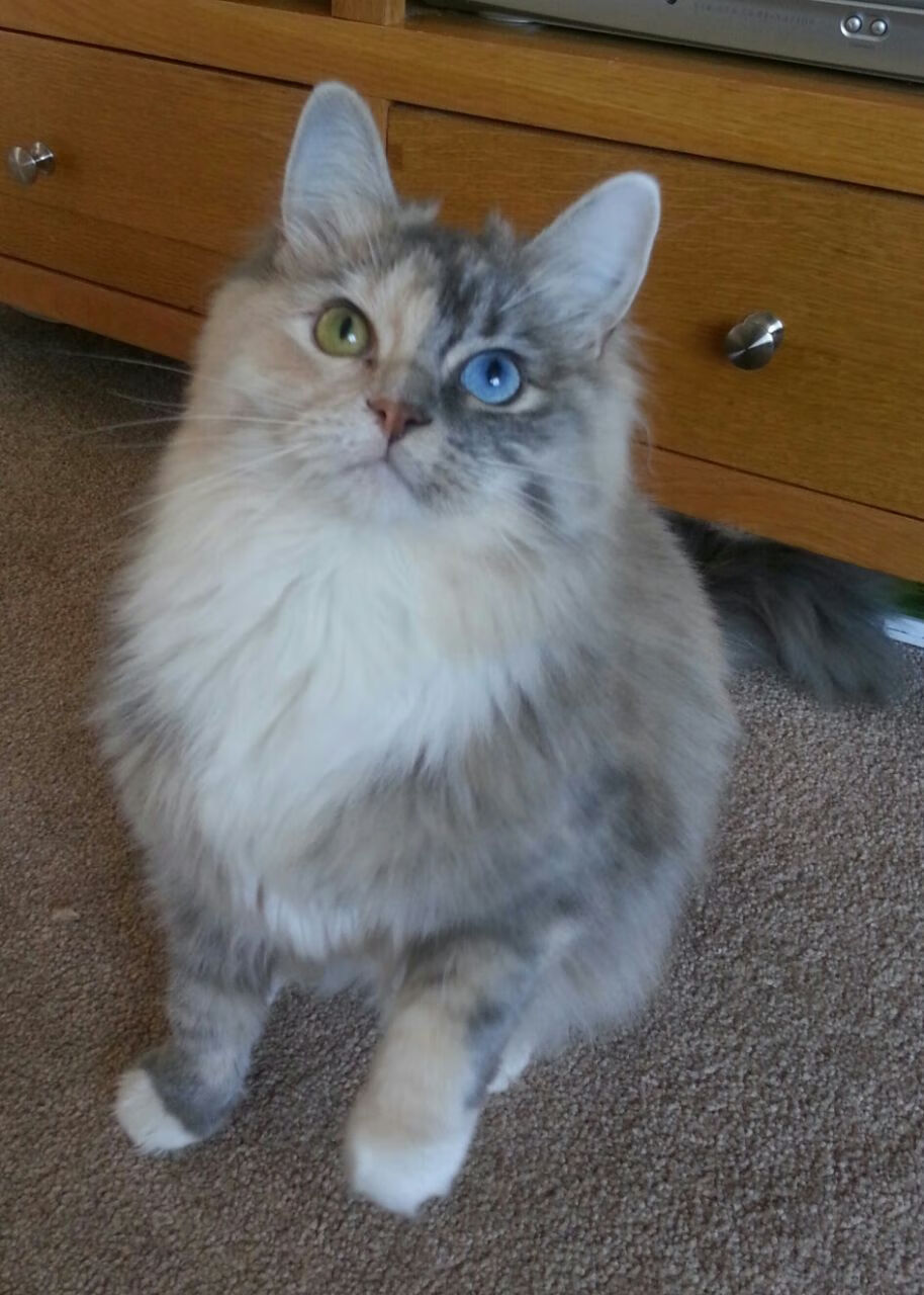 足球世俱杯-日本球员突破防线屡获佳绩，日本 球员