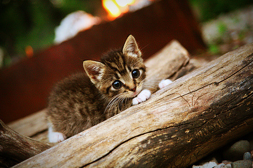 俱乐部世界杯-NBA赛季篮板球技术细节，nba 篮板