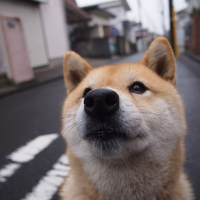 德甲赛季中期伤病风险评估及预防机制研究，德甲中场评级