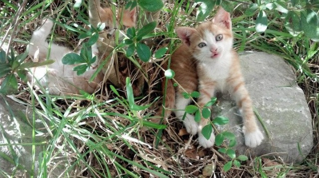 篮球专项体能训练疲劳评估与恢复策略,篮球运动健身效果的体能评定方法