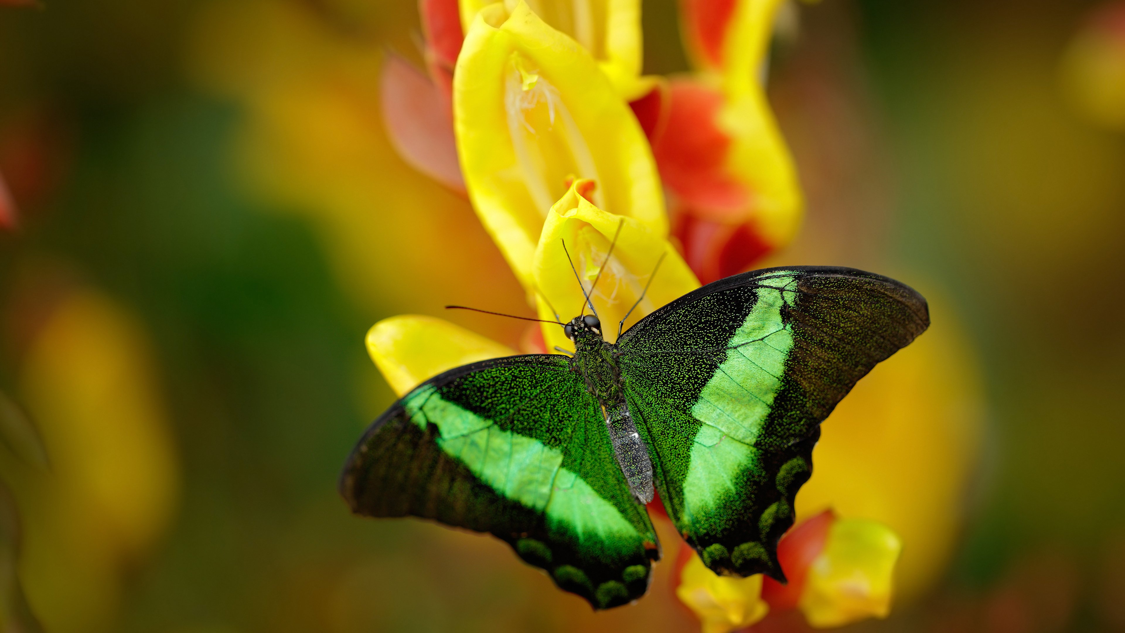 篮球运动员专项技能训练课程体系建设，篮球专项能力