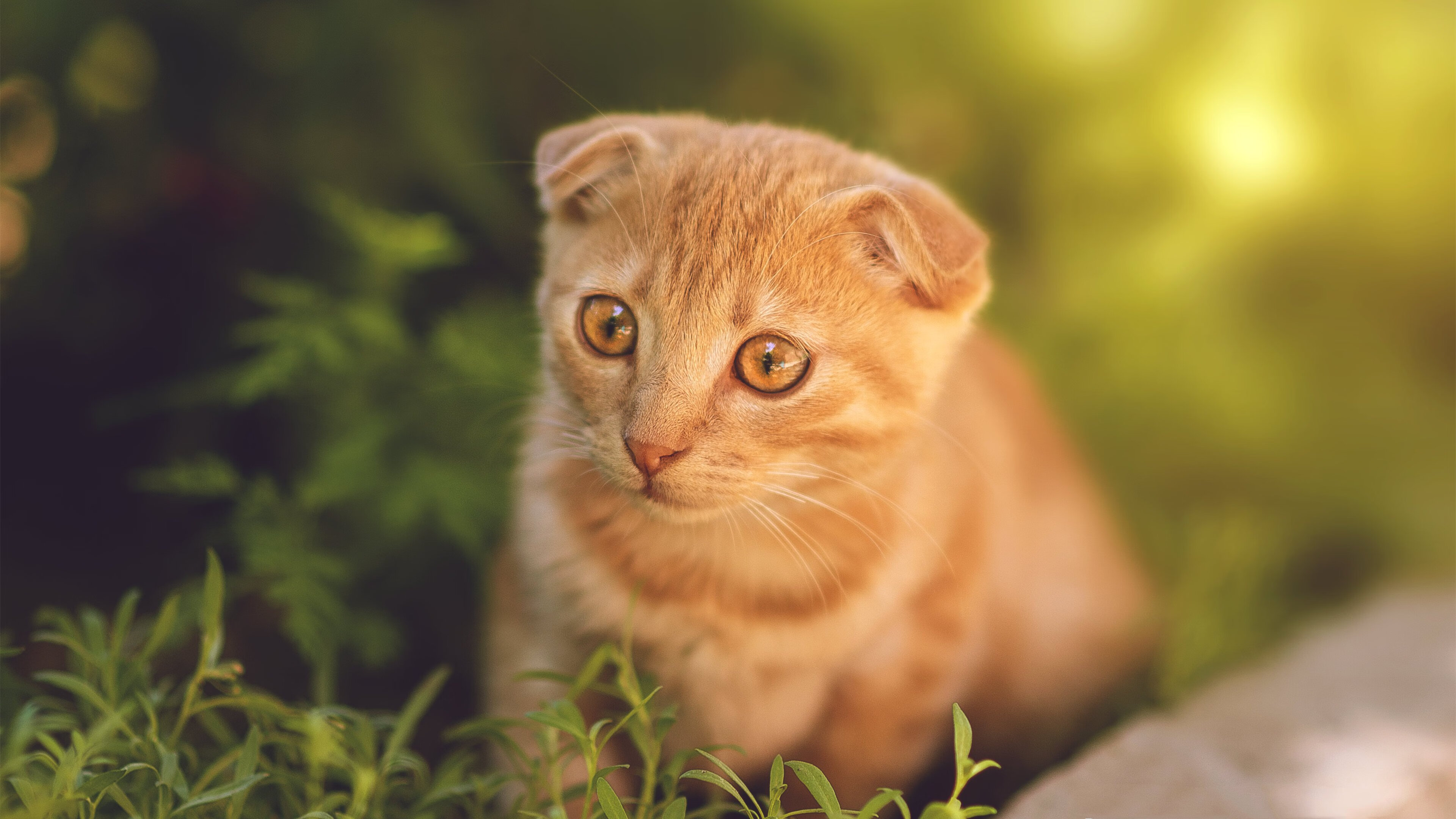 篮球运动员比赛策略智能分析平台设计，篮球比赛分析师